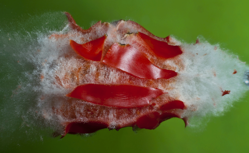 Tomate reventado Alan Sailer