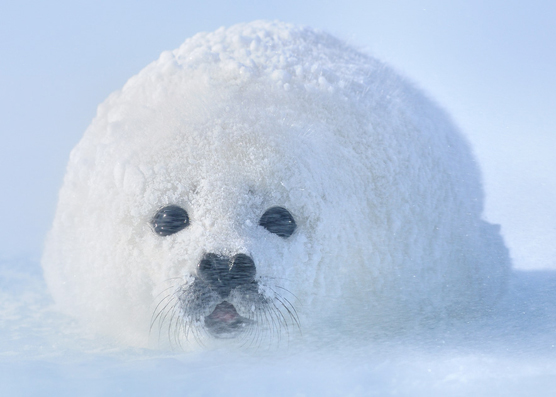 Alone in the Storm. Werner Bollmann