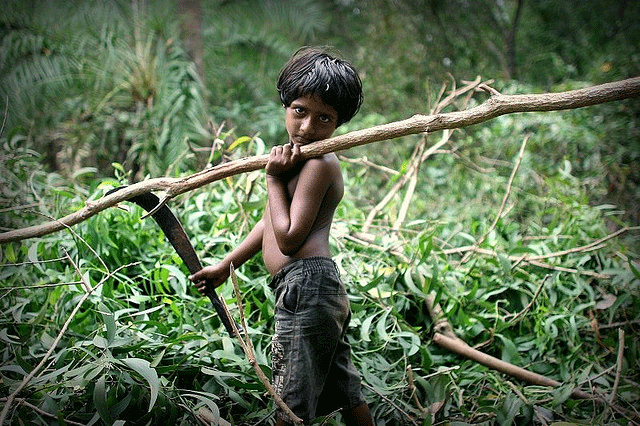 Niña cortando arboles en la India. Fredcan