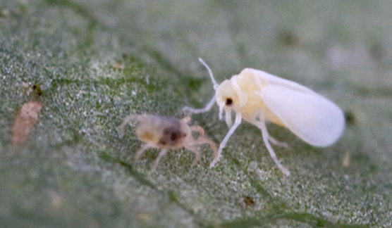 Frijol Lima, Phaseolus lunatus