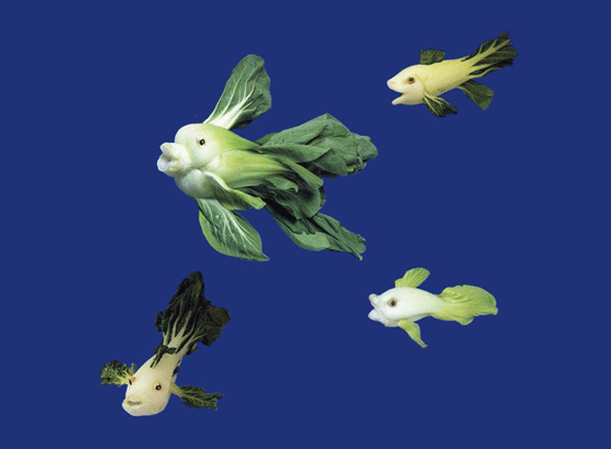 Peces. Joost Elffers y Saxton Freymann