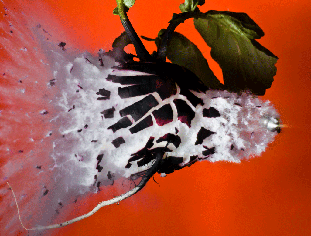 Rábano negro Alan Sailer