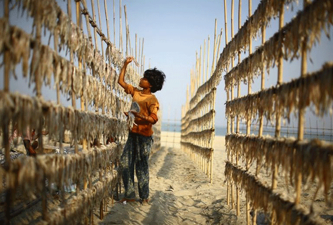 Tendiendo pescado seco GMB Akash