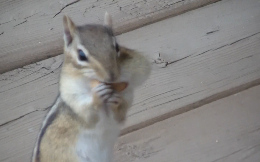Chipminks at Lakes End Park