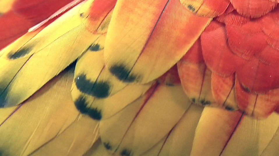 Andrew Zuckerman's film