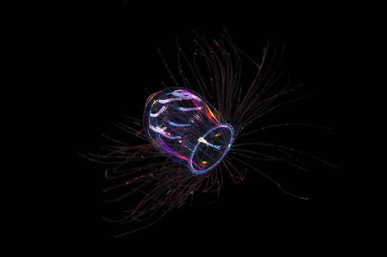 Son de este mundo pero parecen alienígenas