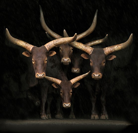 Hay un animal dentro de mi