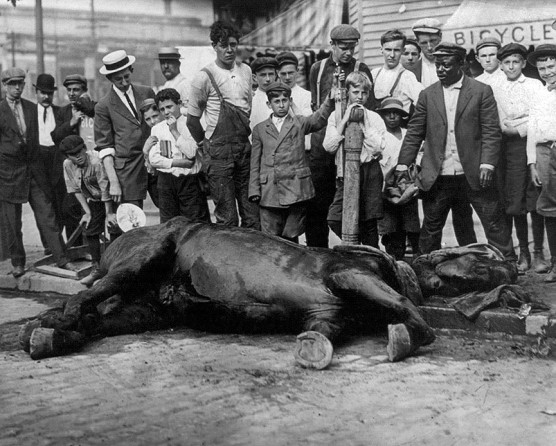 Animales del pasado siglo