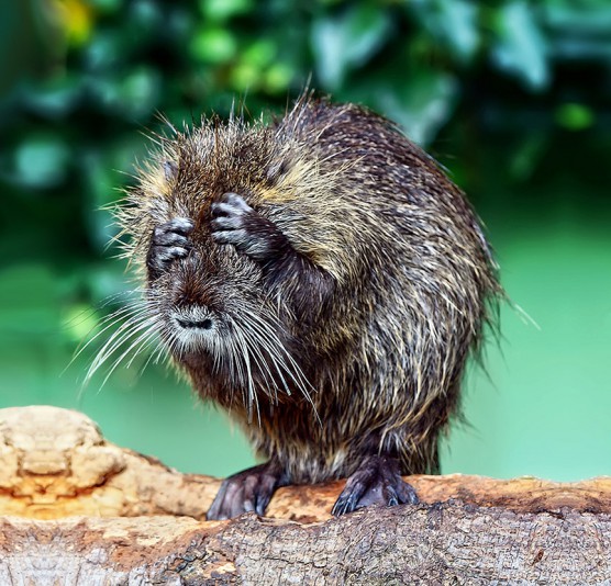 Vivir como un animal