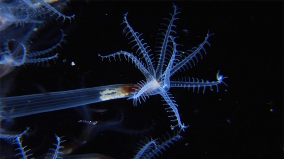 El mar es otro mundo