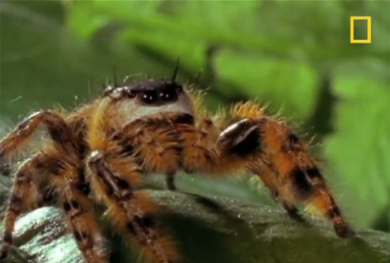 Araña saltadora vs Abeja