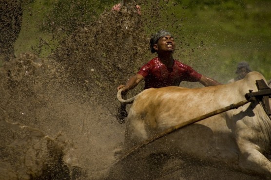 Pacu Jawi, la carrera mas atractiva y peligrosa de Indonesia