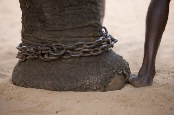 Los dioses deben estar locos