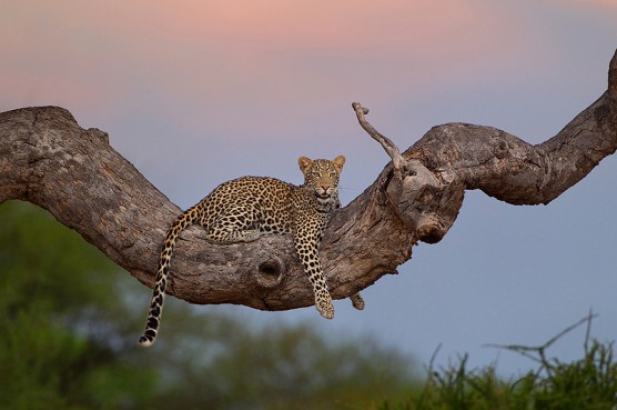 La reacción de los grandes felinos ante el espejo