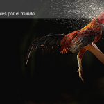 CaminandoentreAnimales