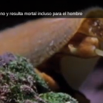 CaracolesDepredadores