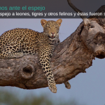FelinosEspejo